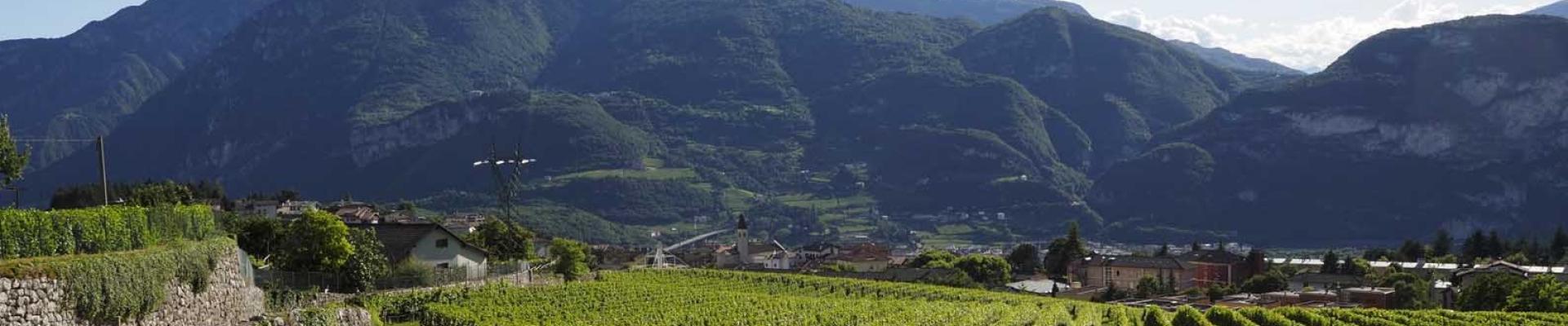 Martignano - zona della DOC Trento - Organismo