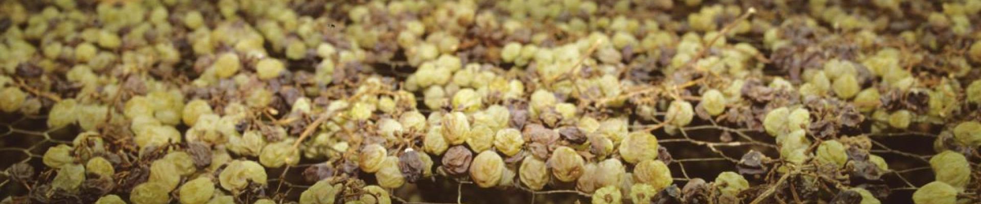 Nosiola in appassimento